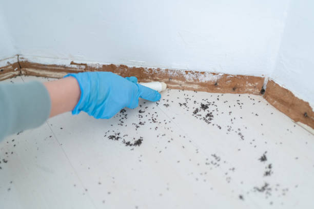 Best Cockroach Control Services  in Mullica Hill, NJ